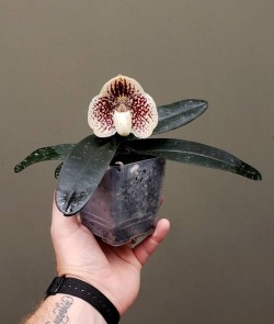 orchiddynasty: Paphiopedilum godefroyae after a big drink of