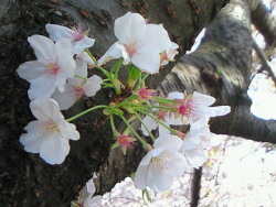 花、動物、自然、街、人　