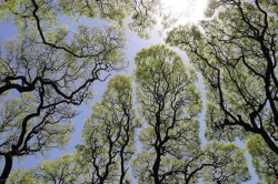 bruddabois: artisticlog: This is a phenomena known as crown shyness