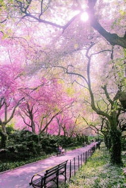 bluepueblo:  Spring, Central Park, New York City photo via centralpark