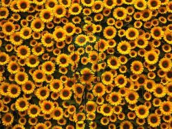 bacteriia:    Liu Bolin, ‘Hiding in the City - Sunflower ,’