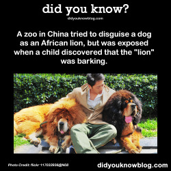 did-you-kno:  A zoo in China tried to disguise a dog as an African