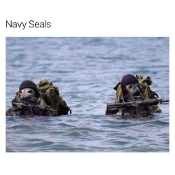 justbadpuns:  Seals are freaking adorable, I give this pun my