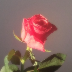 roseperfume:  https://www.instagram.com/p/yuZUDaQDHU/