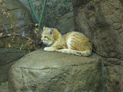 earthenpixie:  a beautiful sand cat (felis margarita) 