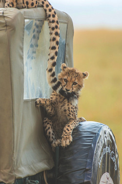 visualechoess:  Hanging on… by: Kanwar Deep Juneja