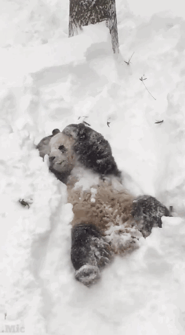 micdotcom:  Tian Tian, a giant panda who lives in Washington, D.C.’s National Zoo, is quite clearly having the most fun snow day ever. His son, Bei Bei, however was not all about it. 