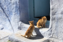 postcardsfromsarah:  Chefchaouen, Morocco I love the shadows