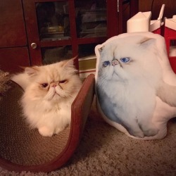 lucifurfluffypants:  It appears I have been cloned. #fluffypantsdaily