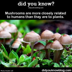did-you-kno:  Mushrooms are more closely related to humans than