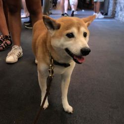 This bacon better be worth the long line! (at Eggslut) https://www.instagram.com/p/B1Mru1WAEqL/?igshid=ygm12ai5m438