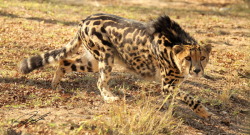 cheetah-chaser:King Cheetah Christian Sperka