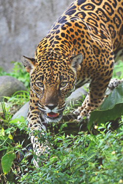 visualechoess:  Stalking Jaguar by: Jim Cumming  