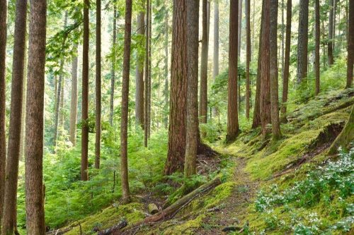 visitportangeles:  “Verdant traverse, upper Barnes creek trail.😍”