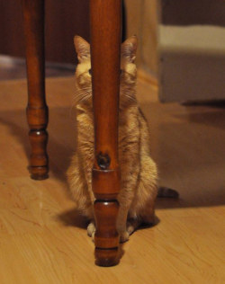 meowoofau:  13 cats failing at hide and seek As good as cats