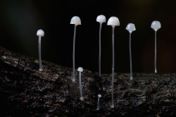 awkwardsituationist:  mushrooms — they don’t need psilocybin