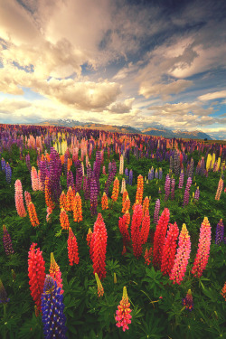 lsleofskye:  Lupin Fields, Tekapo - New Zealand | James Appleton