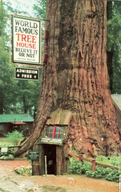 jealousies:  World famous tree house (earlier known as Quadruped