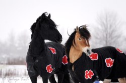 thorjammer:  im v glad for these naruto horses 