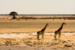 breathtakingdestinations:  Namibia - Africa (by Eric Montfort) 