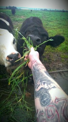 dontbreakveg:   dontbreakveg:  God I love cows.  Bringing this