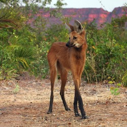 smokeandcitrine:  Animals you never knew existed! 1) Maned Wolf