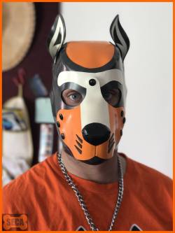 Hey Pups! Check out how amazing @secapup looks in his brand new