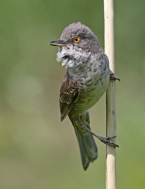 <p><a class="tumblr_blog" href="http://avianeurope.tumblr.com/post/130490877980">avianeurope</a>:</p>
<blockquote>
<p>
	<b>Barred Warbler </b>(<i>Sylvia nisoria</i>) >>by <a href="https://www.flickr.com/photos/victorkalinskiy/">Victor Kalinskiy</a>


 </p>
</blockquote>