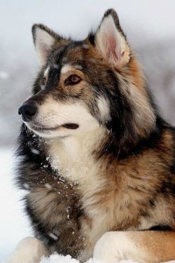 Proud profile (Timber Wolf)