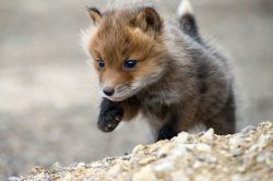  Fox Cubs | by: (Ivan Kislov) 