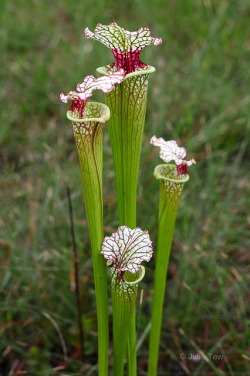 libutron:  Pitcher Plant hybrid - Sarracenia x moorei Sarracenia