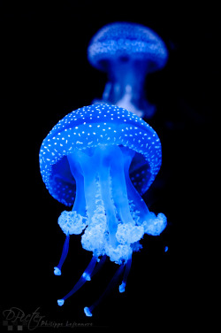 medusajellies:Jellyfish by Philippe LejeanvreLisbon Aquarium,