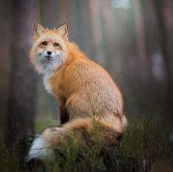 beautiful-wildlife:  Fox by © Iza Lyson