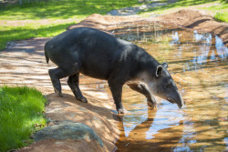 fyanimaldiversity:  Piebalding in Baird’s Tapir (Tapirus bairdii)Your