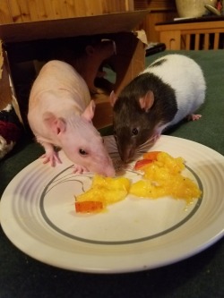 I gave the peaches some peaches and the result was adorable.