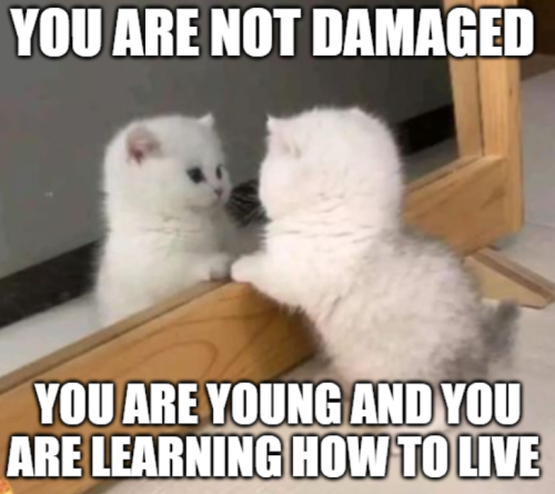 soft-spoonie:[ID: A photo of a fluffy white kitten looking at