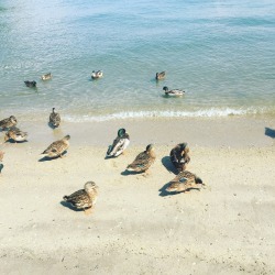 aaronbutterfield:  There were ducks on the beach this afternoon.