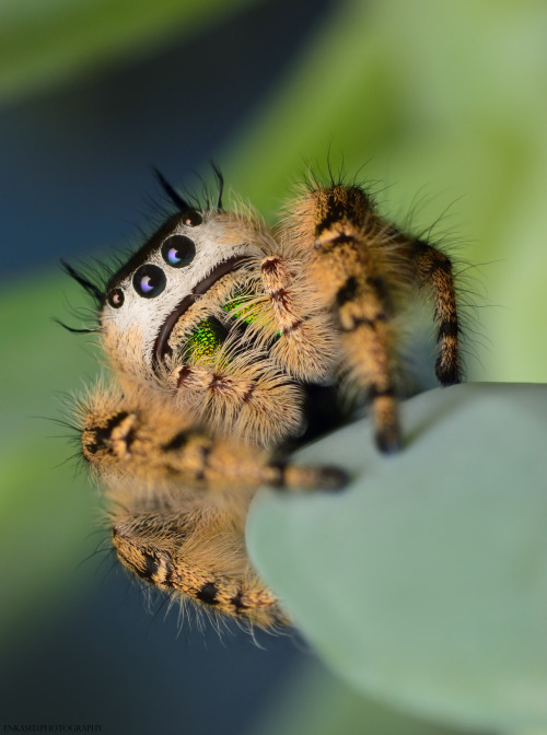 is-the-bug-video-cute:kas-e:P.Otiosus - Adult female Lyssomanes