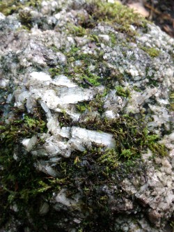 petitmilk:  top: some sort of clear crystal growing out of the