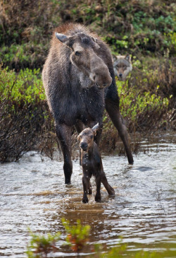 sisterofthewolves:  By Patrick J. Endres 