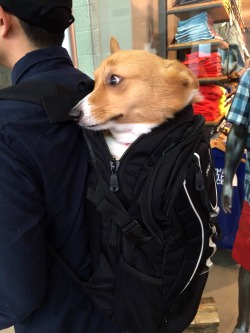 chubbythecorgi:  The Stowaway (2014) starring Chubby the Corgi