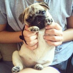 pugs:  happy potato 