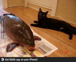 9gag:  Dinner time. 