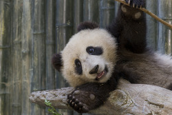 giantpandaphotos:  Xiao Liwu at the San Diego Zoo, California,