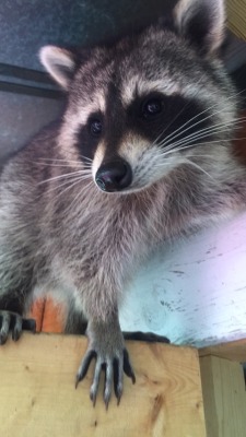 dailyraccoons:  Here’s some pictures of the raccoon my family