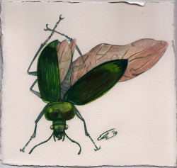 hartleart:  Getting back into the swing of things with some beetle
