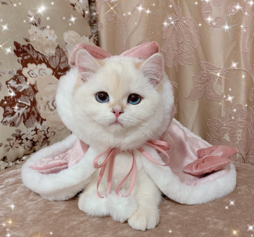 ari-kanon:  🍑Pets Apparel, Toys, Beds🍑  