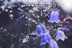 blooms-and-shrooms:  Raindrops by Thunderi  