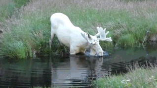 taylormademadman:  Rare Albino Moose