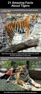 chazzfox: trendingly:  21 Amazing Facts About Tigers Click Here